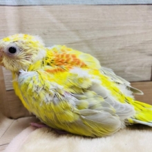 久々にやって来ました！派手カラーの美声インコ♪