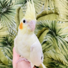 スリスリ系！？オカメインコ(ヘビーパイド)