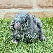 爽やかカラーの？！　サザナミインコのひな　2022.4/28撮影