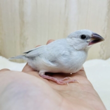 最新画像になります☆美形です！シルバー文鳥ヒナいますよ〜