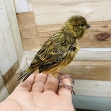 スズメのような見た目のカナリアさん☆ブロンズカナリアのヒナ！