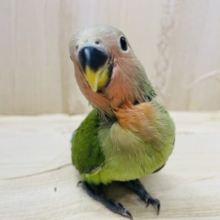 コザクラと言えばこのカラー★ 激カワさん！ コザクラインコ ノーマル