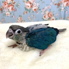 ワキコガネウロコインコ バイオレットインブルー シングルファクター  4/9