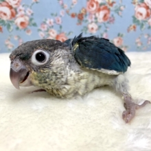 ワキコガネウロコインコ　バイオレットインブルー　ダブルファクター　4/9