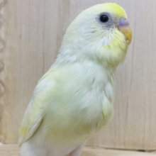 クリーミーなセキセイさん登場です☆ セキセイインコ　クリーム