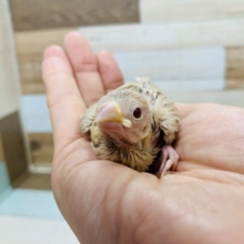 ヒナヒナ♡大人気カラーのシナモン文鳥さん♪