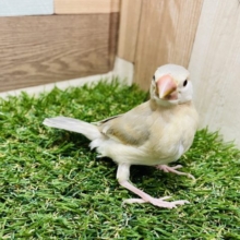 初入舎のレアカラーさん☆アゲイト文鳥！！