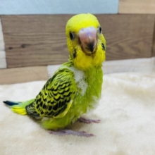 深みのあるグリーンが綺麗なセキセイインコオパーリン！