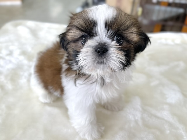シーズー（ホワイト&ゴールド）2022年2月27日生まれ　女の子