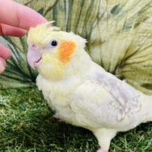 お願いかまってください…なオカメインコ(シナモンパールパイド)