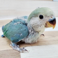 コザクラインコ　ブルーチェリーがやってきた～～！
