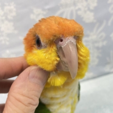 しつこい💛シロハラインコ  2021年12月生まれ