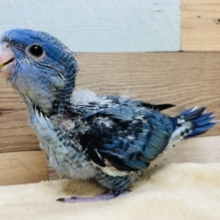 濃いブルーが素敵なサザナミインココバルトやって来ました！
