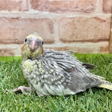 淡い色合いの癒し系☆　オカメインコのひな　2022.4/6撮影