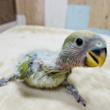 甘えん坊で元気っ子☆コザクラインコのオリーブオパーリンカラー！