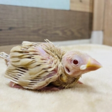 守りたくなるぐらいヒナヒナちゃんのシナモン文鳥入舎しました♡