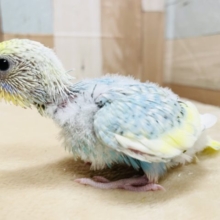 明るいカラーの可愛いヒナさん☆セキセイインコのパステルレインボースパングルパイドカラー！