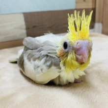 淡い色合いが人気です！オカメインコシナモンパイド♪