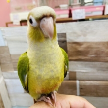 最新画像有り！甘えん坊で手乗りができる仔です☆ホオミドリウロコインコのシナモンカラー！