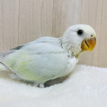 レアカラー★ふんわりイメージのコザクラさん！　コザクラインコ　パステル系