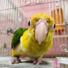 最新画像有り☆遊ぶの大好きさんです☆シロハラインコ！