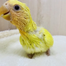 可愛さにこだわりたい！(*ﾟ∀ﾟ*)コザクラインコ オレンジフェイス ルチノー
