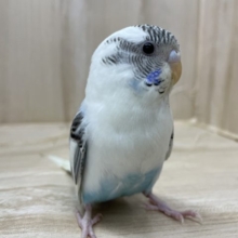 歩いて歩いて冒険だ！(^^) セキセイインコ 白ハルクイン