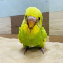 鮮やかな定番人気カラー！セキセイインコスパングルパイドやって来ました〜