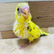 腰とお腹のグリーンがポイントのセキセイインコ♪キハルクやって来ました〜