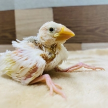 定番人気カラーの文鳥☆白文鳥やって来ました！