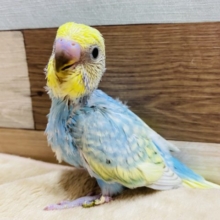 大人気カラー♪セキセイインコパステルレインボースパングルやって来ました〜