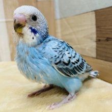 どんな子になるかな〜？青空のようなカラーのセキセイインコやって来ました！！