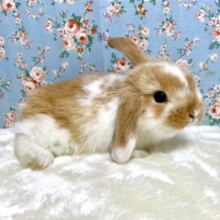 ロップイヤーラビット  オレンジブロークン  4/22