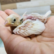 真っ白の人気さん♪白文鳥さん入舎☆