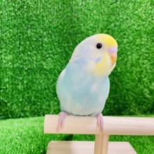人気カラー☆セキセイインコ(レインボー)