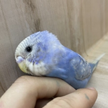 上目遣いが最強の武器なんです！♡ セキセイインコ スパングル