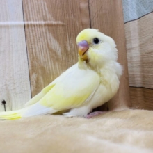 淡いカラーが人気です！セキセイインコクリーム♪
