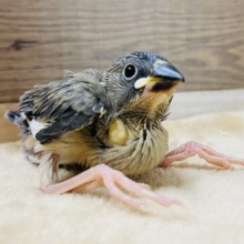成長するとガラっと雰囲気の変わる文鳥さん！桜文鳥のヒナがやって来ました〜
