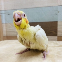 赤いほっぺが特徴です！定番人気のオカメインコルチノー