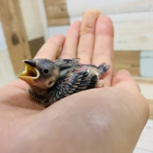 小さくてもしっかり食べます！桜文鳥さん♪