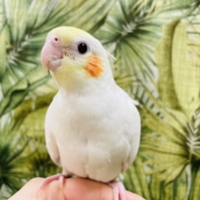 実は甘えたいんです♥オカメインコ(ルチノー)