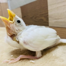 ご飯ちょーだいが止まりません！！食いしん坊の白文鳥さん♪