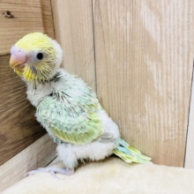 甘え上手な予感がします☆セキセイインコのパステルカラーレインボー！