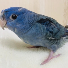 くりっとしたおメメのスマートさん♡  サザナミインコ　コバルトブルー