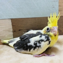 王冠のような立派なとさかのオカメさん♪