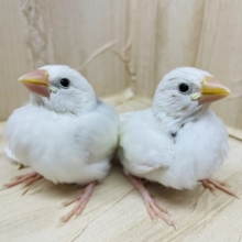 残り１羽です！もちもち白文鳥さん♡♡♡  文鳥