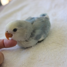 とってもイイお色です!!💙手乗りコザクラインコ雛ちゃん