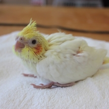 手乗りオカメインコ（ルチノー）さん入舎です✨