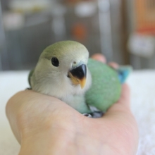 べた慣れだよ♪人懐こいコザクラインコさん★