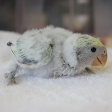 綿毛ほわほわ♪手乗りコザクラインコ（ブルーパイド）ちゃん